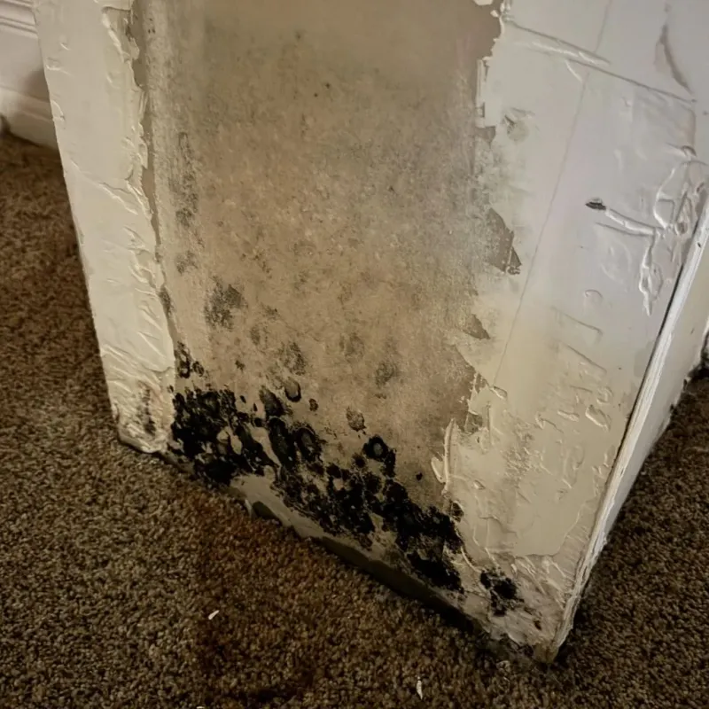 Professional Mold Removal in Kannapolis, NC
